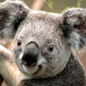 Meet your Posher, Maggie